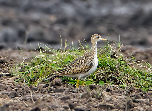 Upland Sandpiper