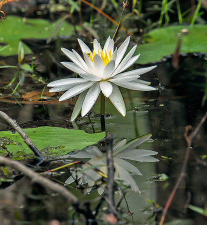 White Water Lily