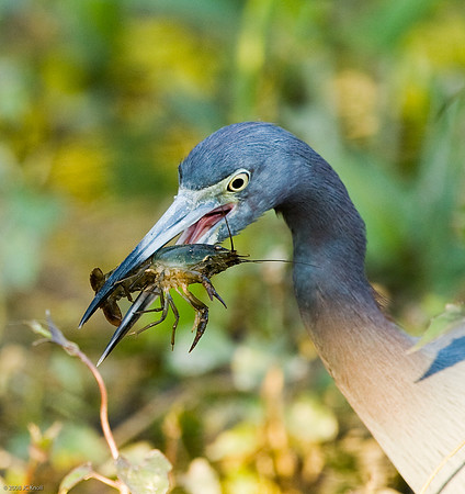 Little Blue Heron with Crayfish