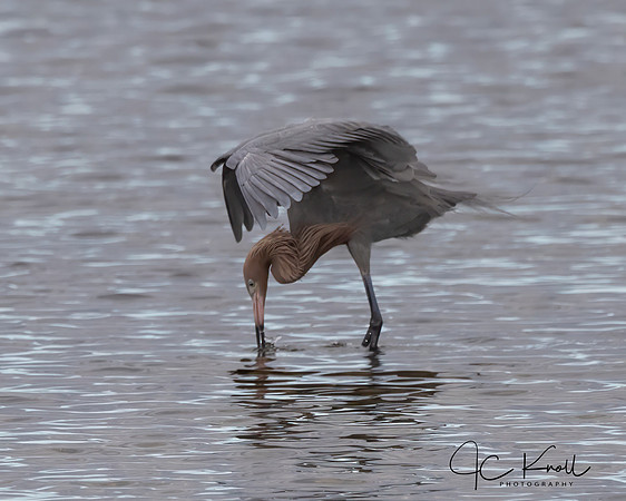 Reddish Egret