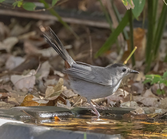 Gray Catbird