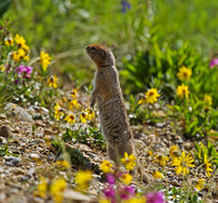 Arctic Ground-squirrel