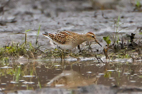Pectoral Sandpiper