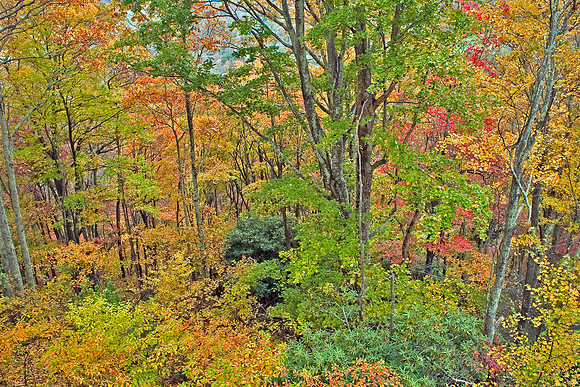 Our front yard