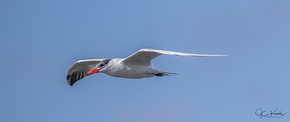 Caspian Tern