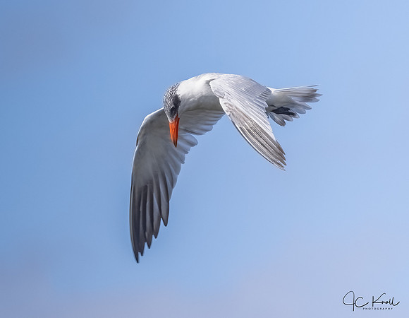 Caspian Tern