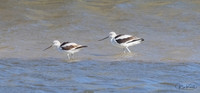 American Avocet