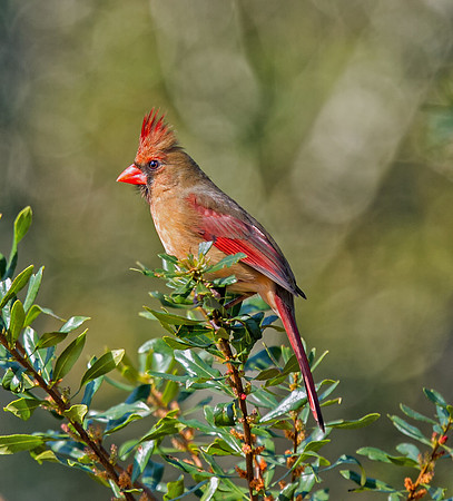 Northern Cardinal (F)