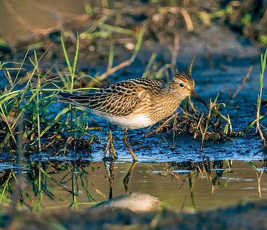 Pectoral Sandpiper