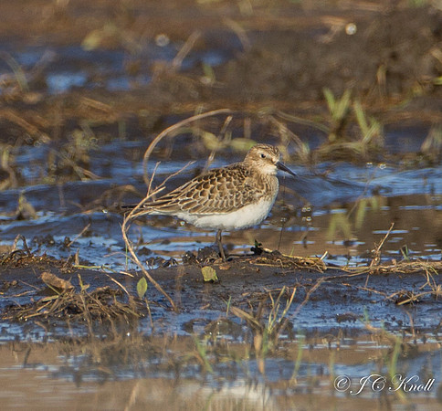 Baird's Sandpiper