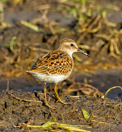 Least Sandpiper