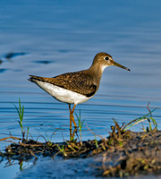 Solitary Sandpiper