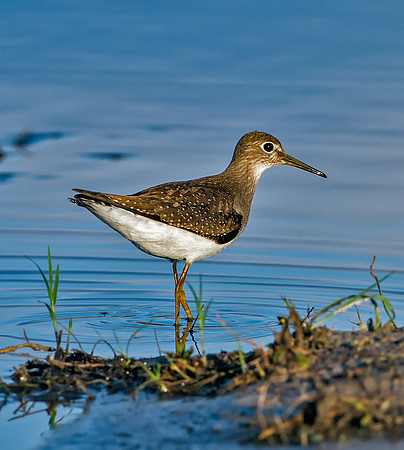 Solitary Sandpiper