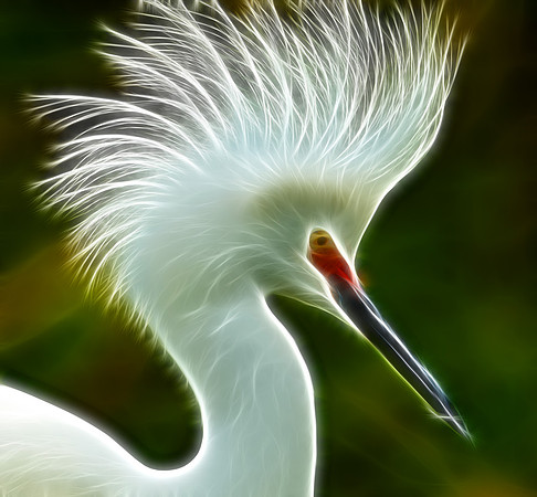 Snowy Egret