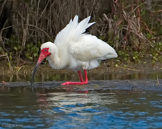 White Ibis (Breeding)