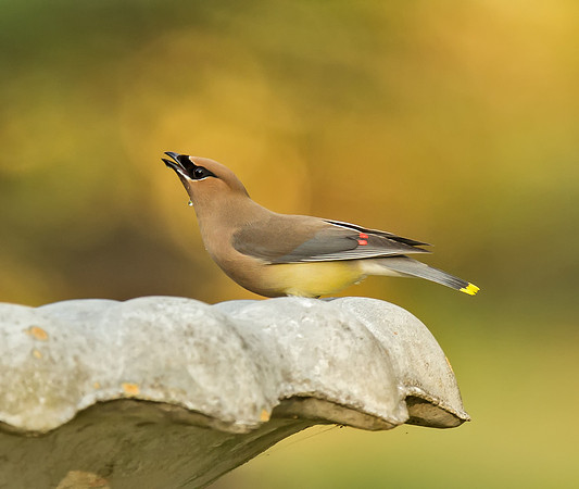 Cedar Waxwing