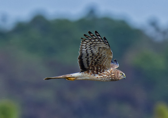 Northern Harrier (F)