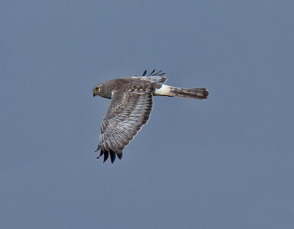Northern Harrier (M)