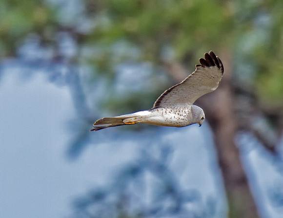 Northern Harrier (M)