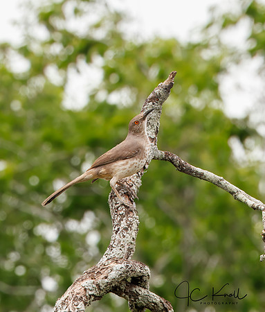 Curve-billed Thrasher