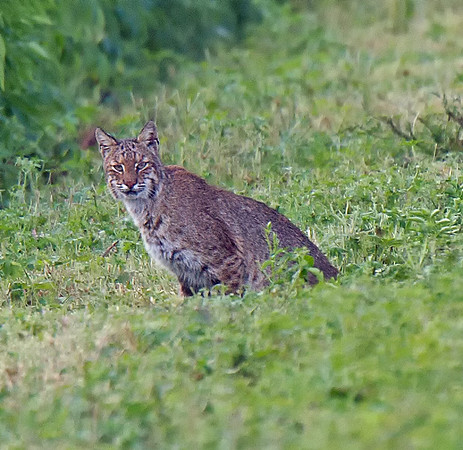 Bobcat