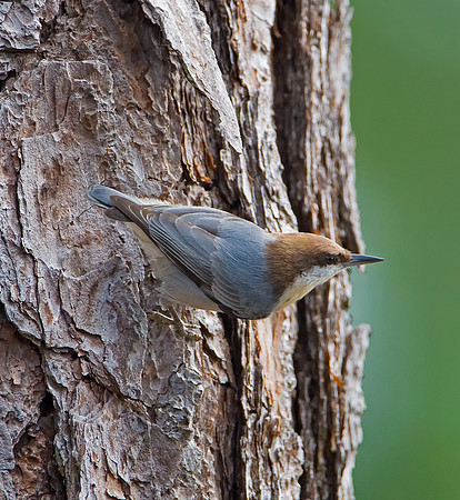 Brown-headed Nuthatch
