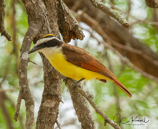 Greak Kiskadee