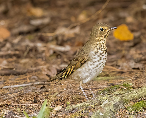 Swainson's Thrush