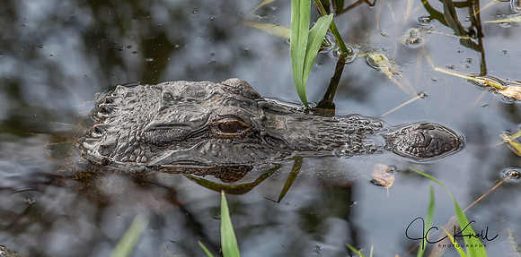 American Alligator