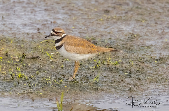 Killdeer