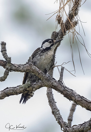 Red-cockaded Woodpecker
