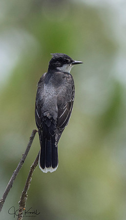 Eastern Kingbird