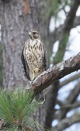 Red-shouldered Hawk (Imm)