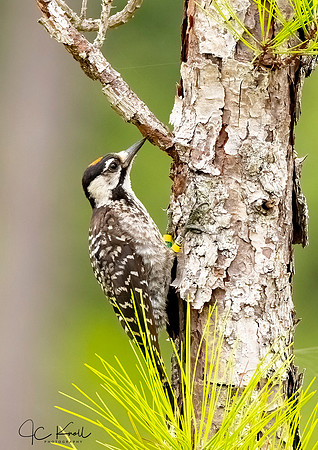 Red-cockaded Woodpecker