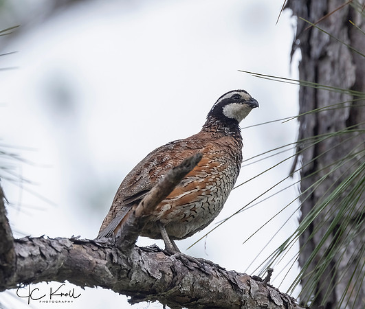 Northern Bobwhite