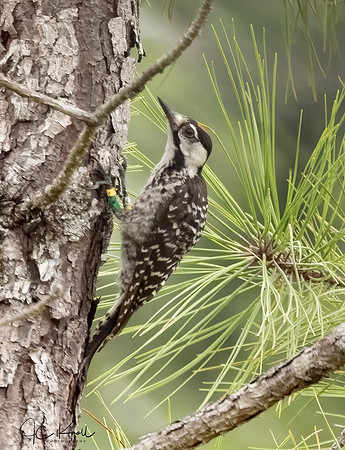Red-cockaded Woodpecker