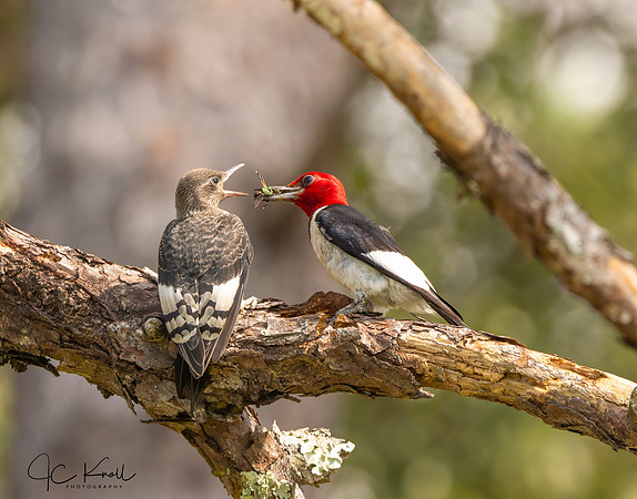Red-headed Woodpecker