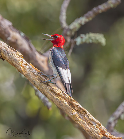 Red-headed Woodpecker