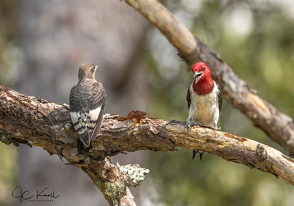 Red-headed Woodpecker