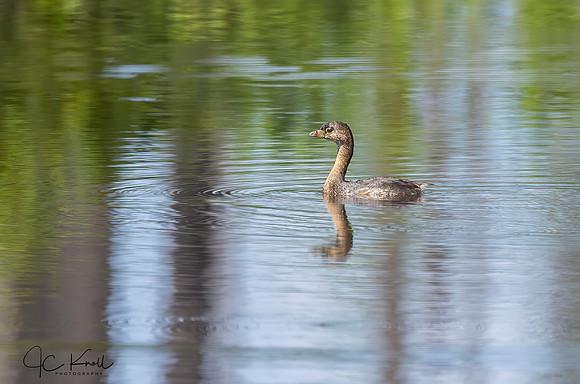 Pied-billed Grebe