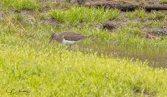 Solitary Sandpiper