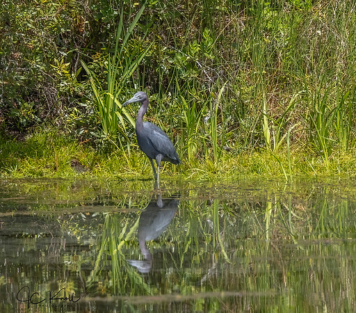 Little Blue Heron