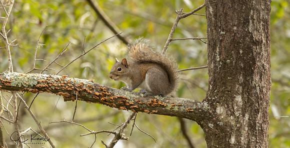 Eastern Gray Squrriel