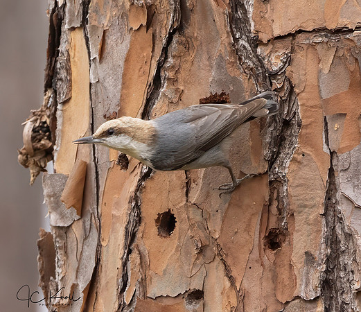 Brown-headed Nuthatch