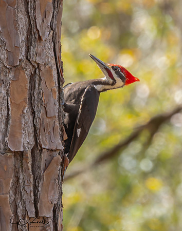 Pileated Woodpecker (M)