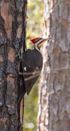 Pileated Woodpecker (M)