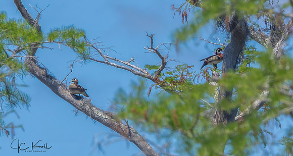 Wood Duck