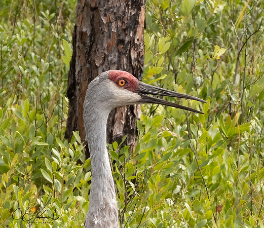 Sandhill Crane