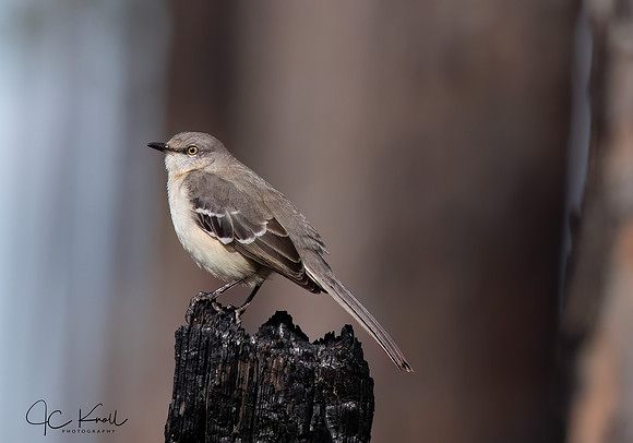 Northern Mockingbird