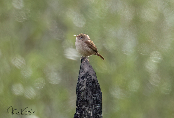 House Wren